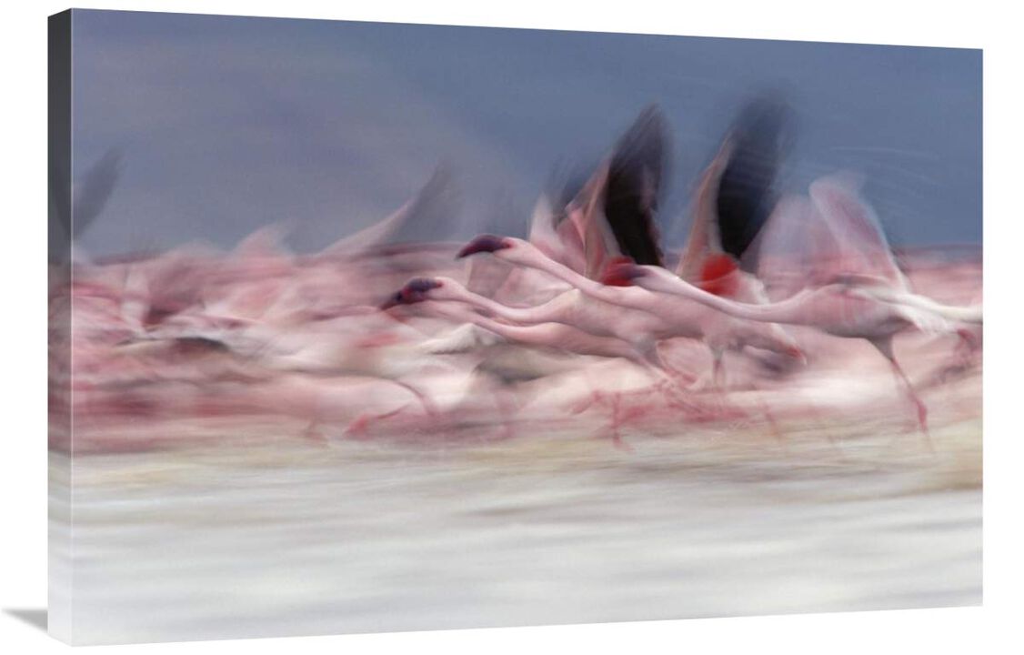 Lesser Flamingo group taking flight from lake, Kenya-Canvas Art-36x24