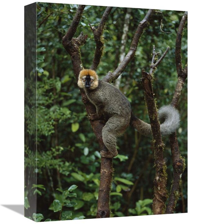 Red-fronted Brown Lemur male, Ranomafana NP, Madagascar-Canvas Art-12x16