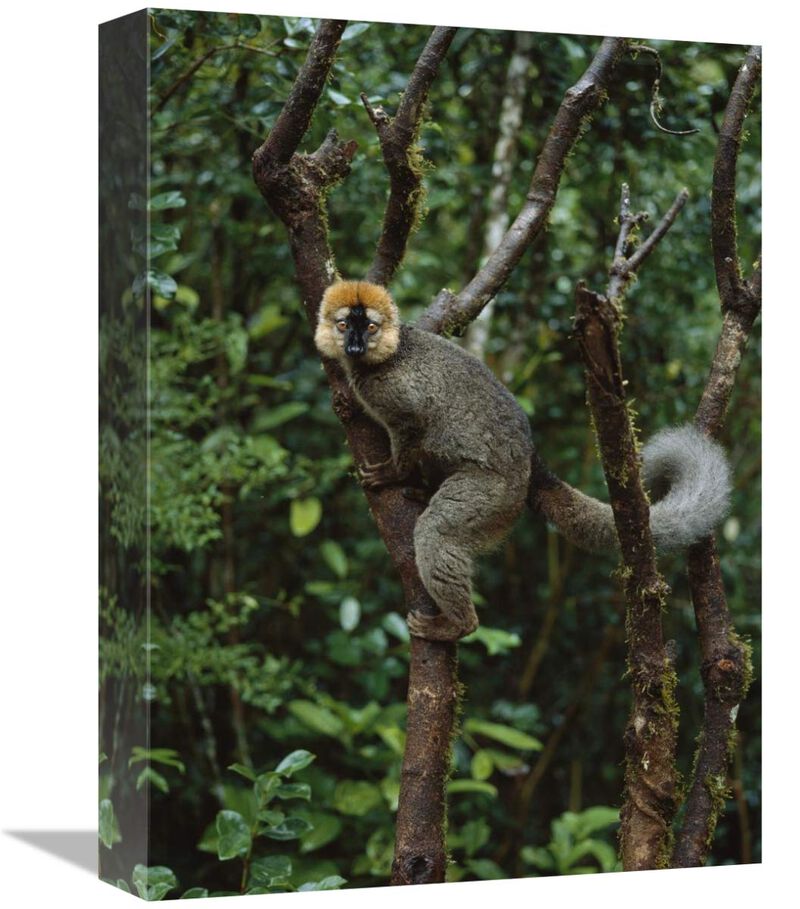 Red-fronted Brown Lemur male, Ranomafana NP, Madagascar-Canvas Art-12x16