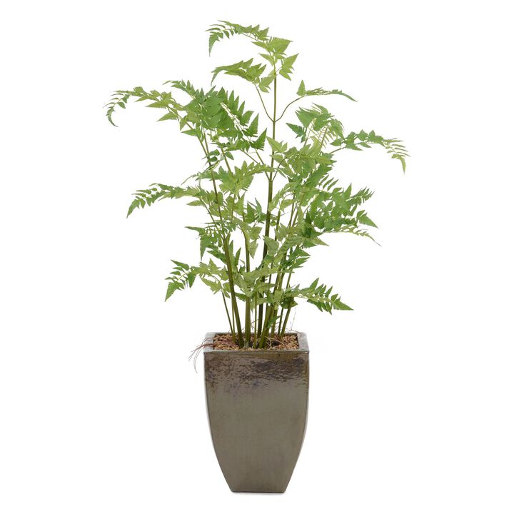 Mossey Fern