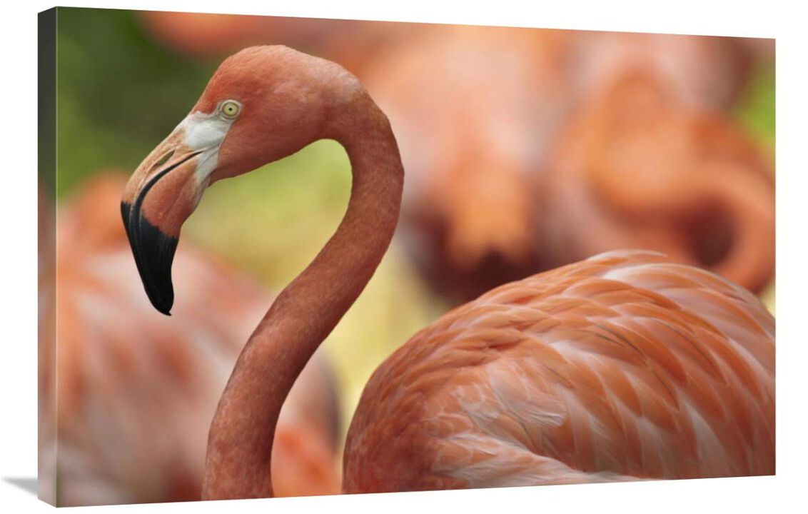 Greater Flamingo, Jurong Bird Park, Singapore-Canvas Art-36x24