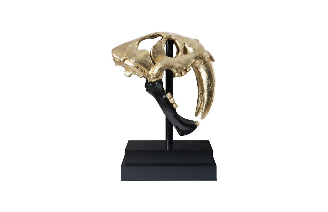 Saber Tooth Tiger Skull