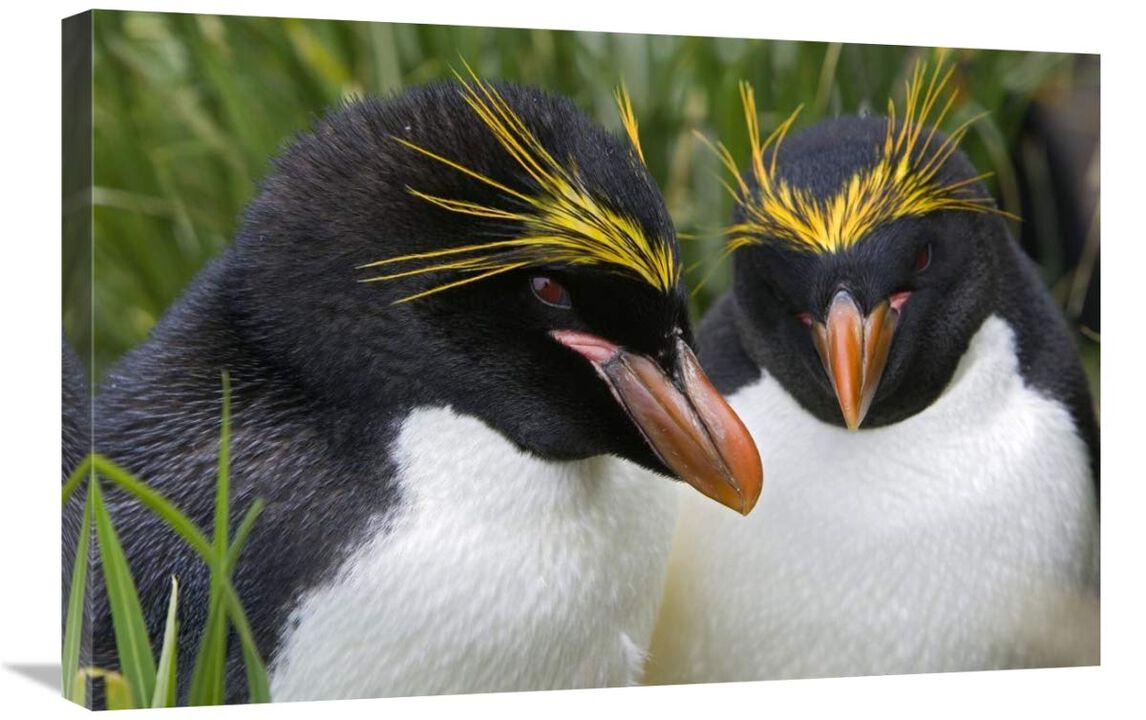 Macaroni Penguin pair, Cooper Bay, South Georgia Island-Canvas Art-30x20