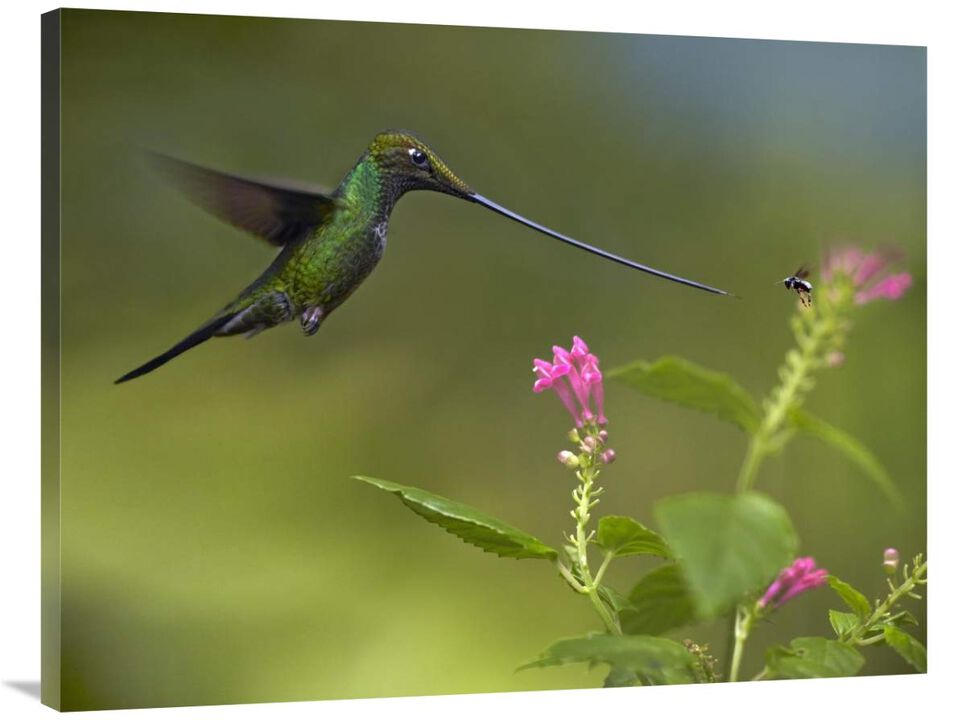 Sword-billed Hummingbird and insect, Ecuador-Canvas Art-40x30