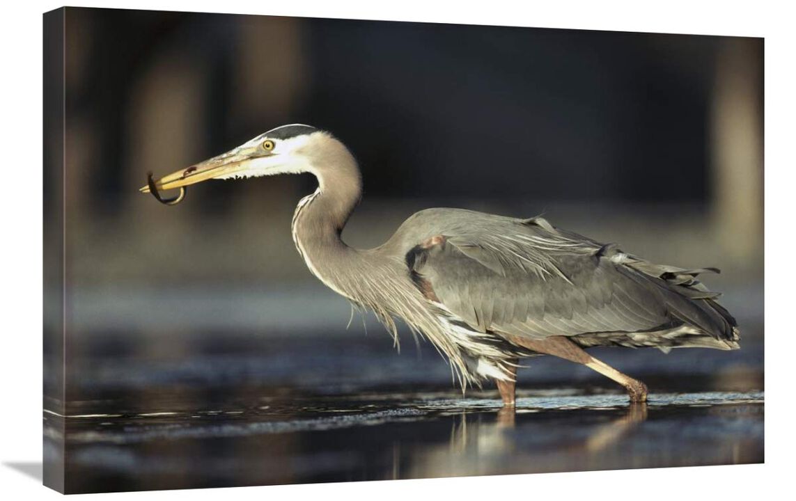 Great Blue Heron with captured fish, British Columbia, Canada-Canvas Art-30x20