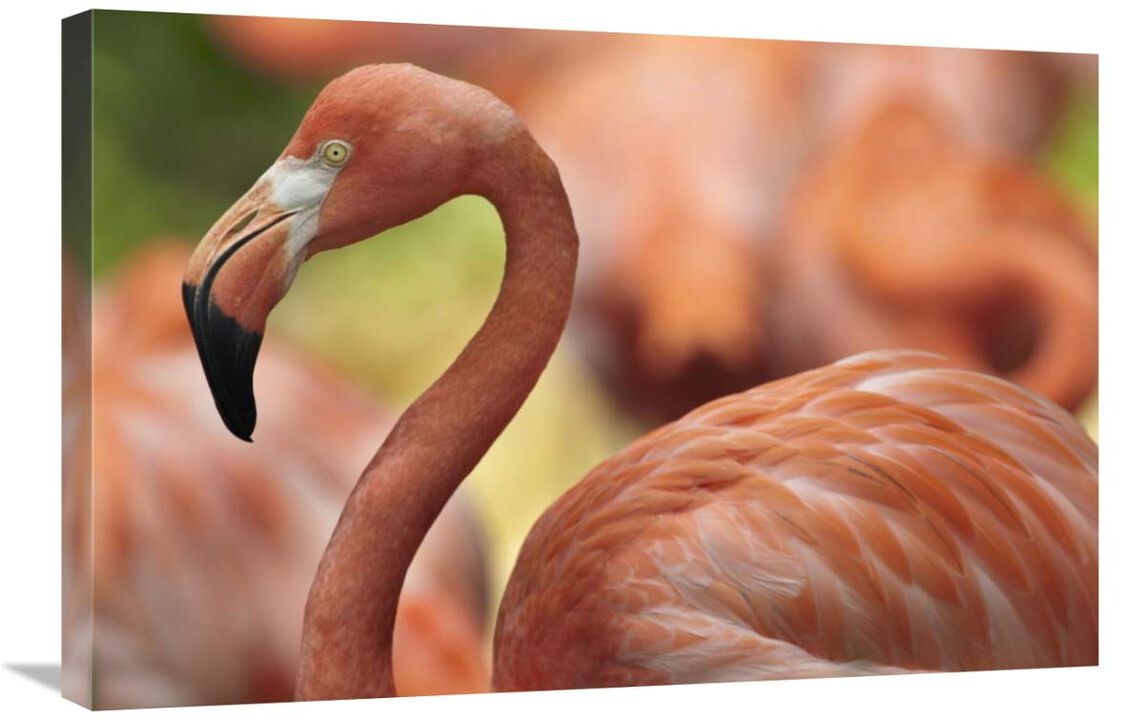 Greater Flamingo, Jurong Bird Park, Singapore-Canvas Art-30x20