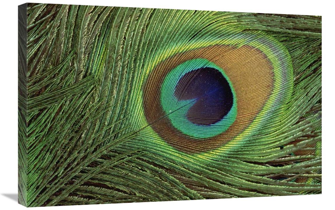 Indian Peafowl display feathers, India to southeast Asia-Canvas Art-30x20