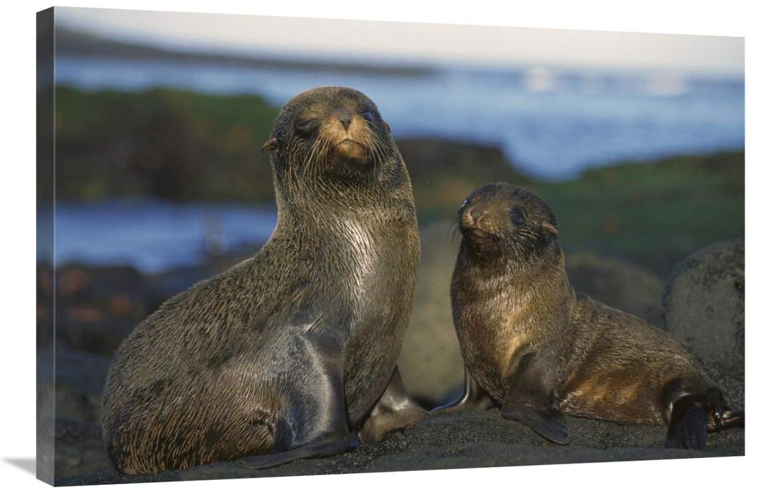 Galapagos Islands Fur Seal cow and pup, Cape Douglas, Galapagos Islands-Canvas Art-36x24