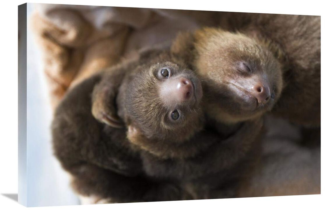 Hoffmanns Two-toed Sloth orphaned babies, Aviarios Sloth Sanctuary, Costa Rica-Canvas Art-30x20