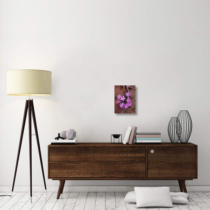 Desert Chicory close up of bloom, North America-Canvas Art-12x16