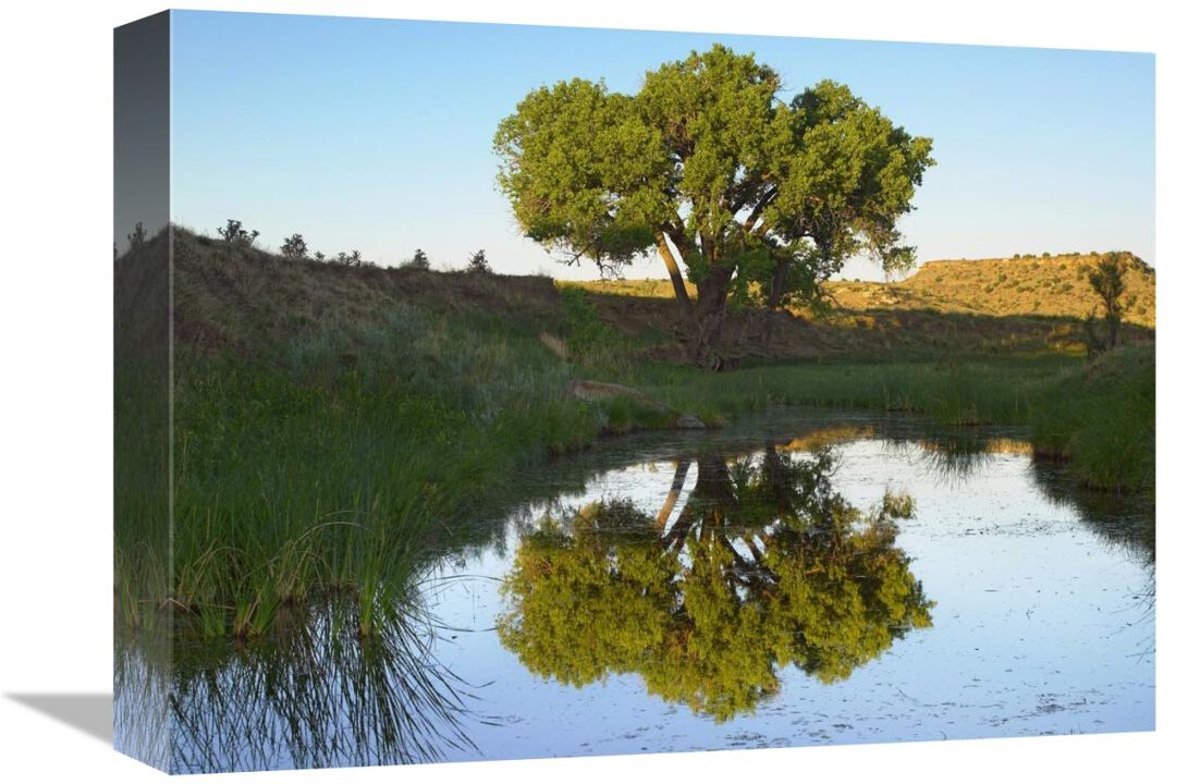 Tree reflecting in creek near Black Mesa State Park, Oklahoma-Canvas Art-16x12