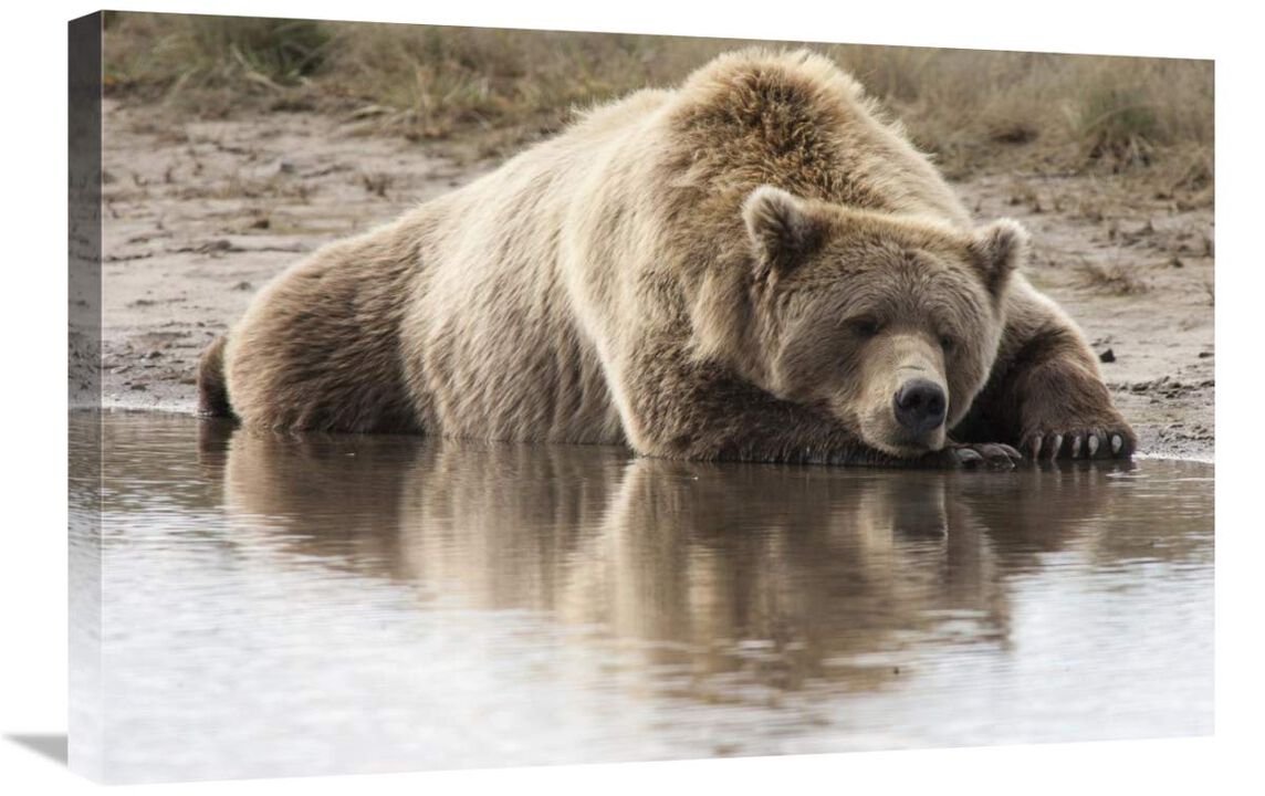 Grizzly Bear sleeping on shore, Katmai National Park, Alaska-Canvas Art-30x20