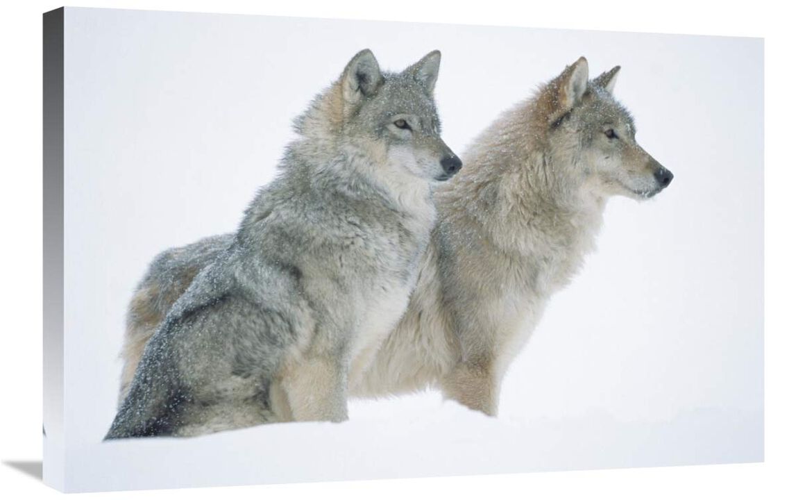 Timber Wolf portrait of pair sitting in snow, North America-Canvas Art-30x20