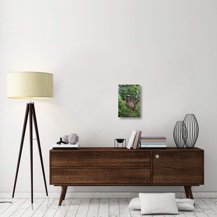 Brown-throated Three-toed Sloth male, Aviarios Sloth Sanctuary, Costa Rica-Canvas Art-12x18