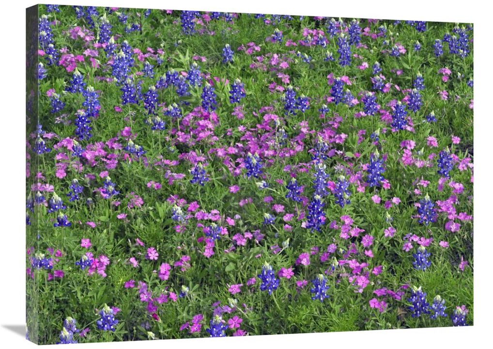 Sand Bluebonnet and Pointed Phlox-Canvas Art-32x24