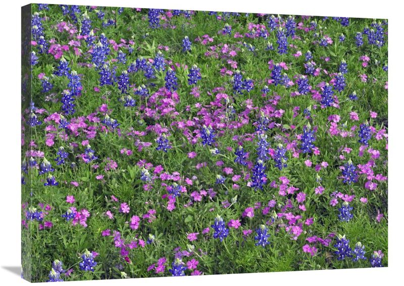Sand Bluebonnet and Pointed Phlox-Canvas Art-32x24