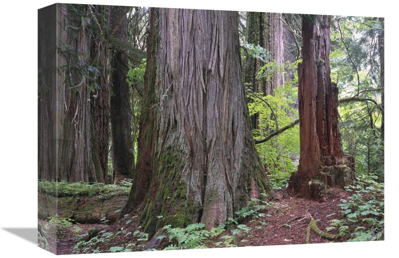 Western Red Cedars grove of the patriarchs, Mt Rainier National Park, Washington-Canvas Art-16x12