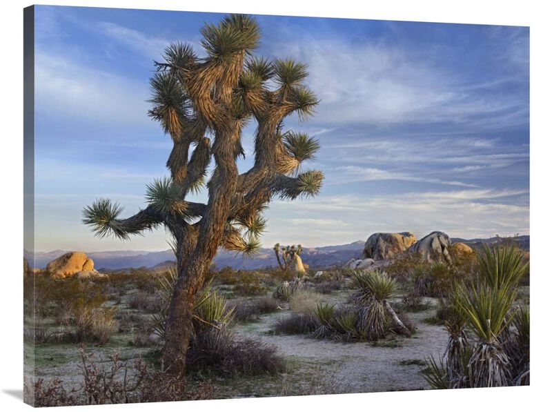 Joshua Tree, Joshua Tree National Park, California-Canvas Art-40x30