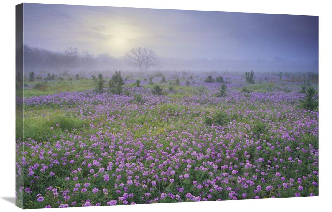 Sand Verbena flower field at sunrise in fog, Hill Country, Texas-Canvas Art-36x24