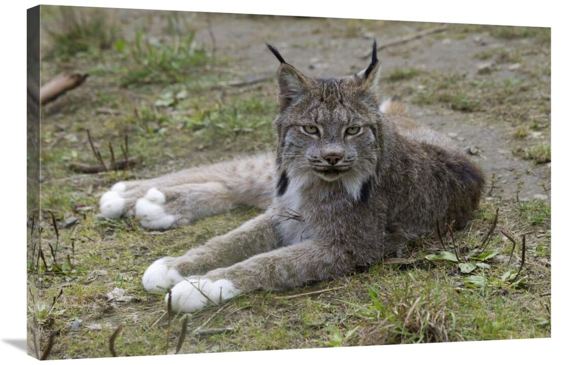 Canada Lynx reclining showng typically large feet, Haines, Alaska-Canvas Art-36x24