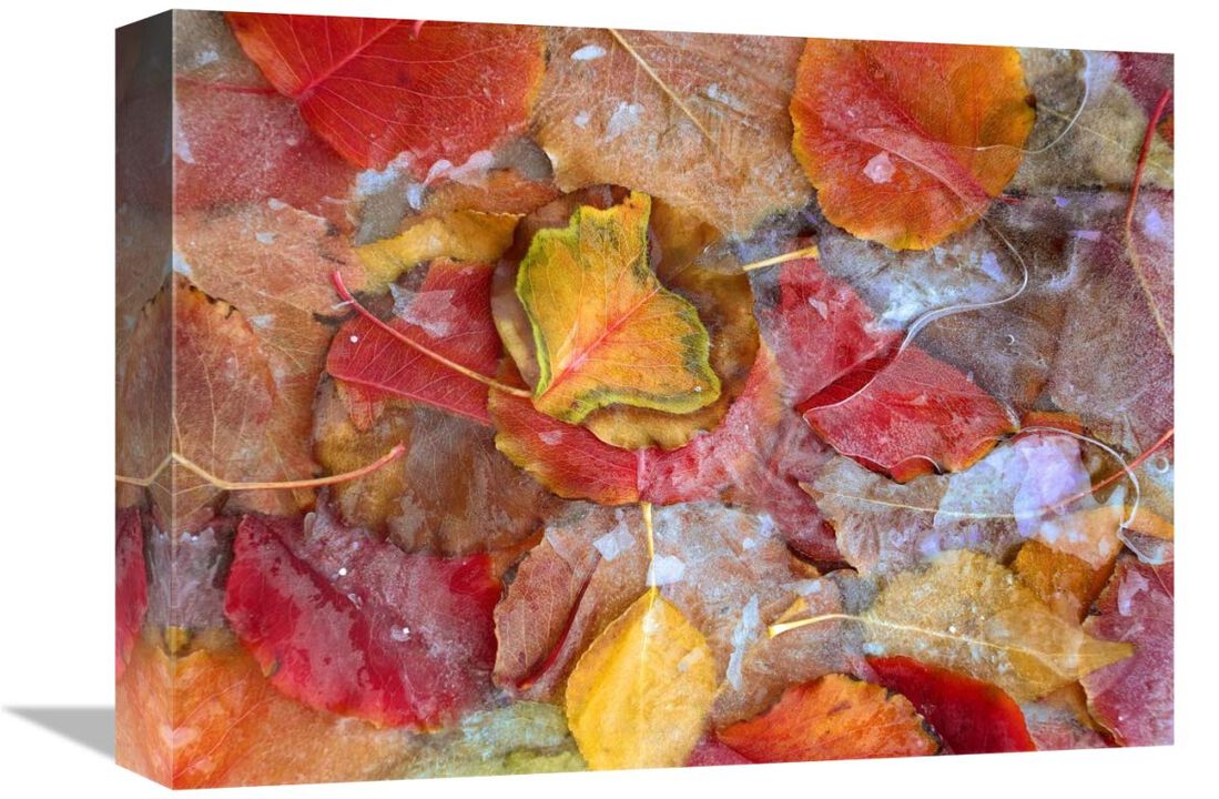 Cottonwood frozen leaves, North America-Canvas Art-16x12