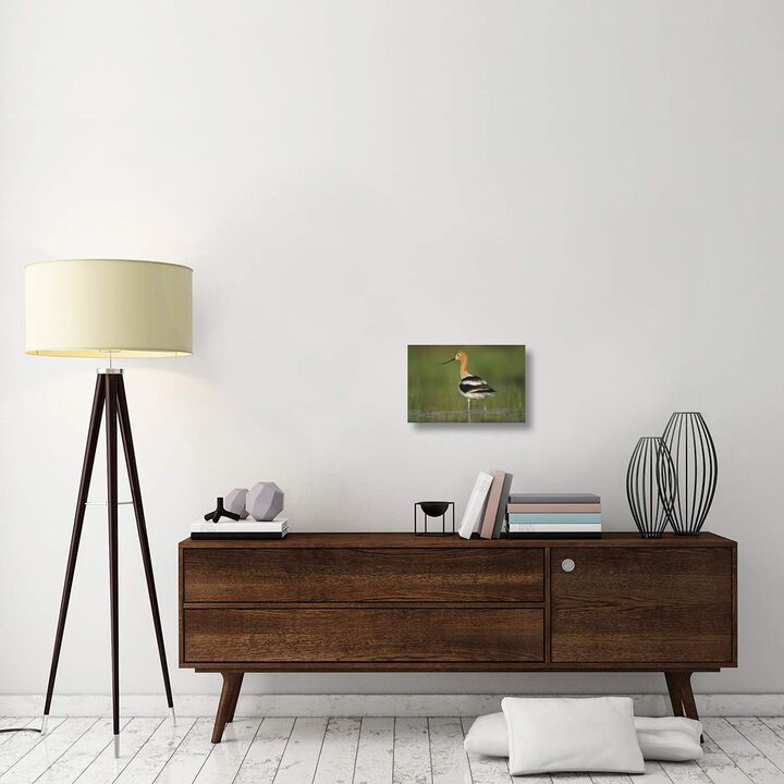 American Avocet in breeding plumage wading though shallow water, North America-Canvas Art-18x12
