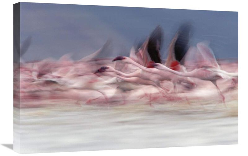 Lesser Flamingo group taking flight from lake, Kenya-Canvas Art-30x20