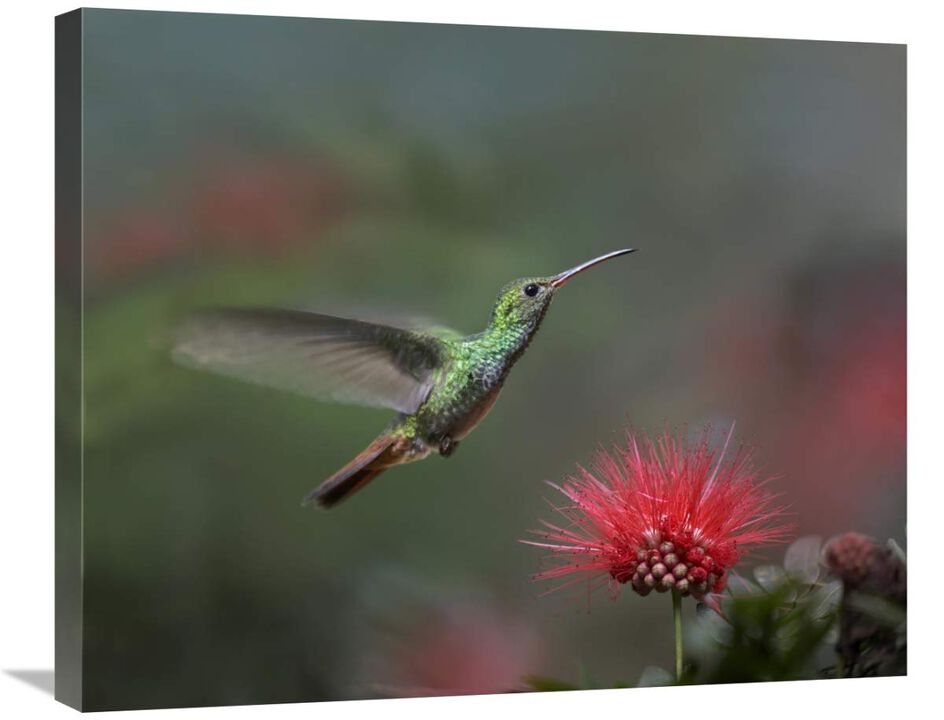 Rufous-tailed Hummingbird at Fairy Duster flower, Costa Rica-Canvas Art-28x22