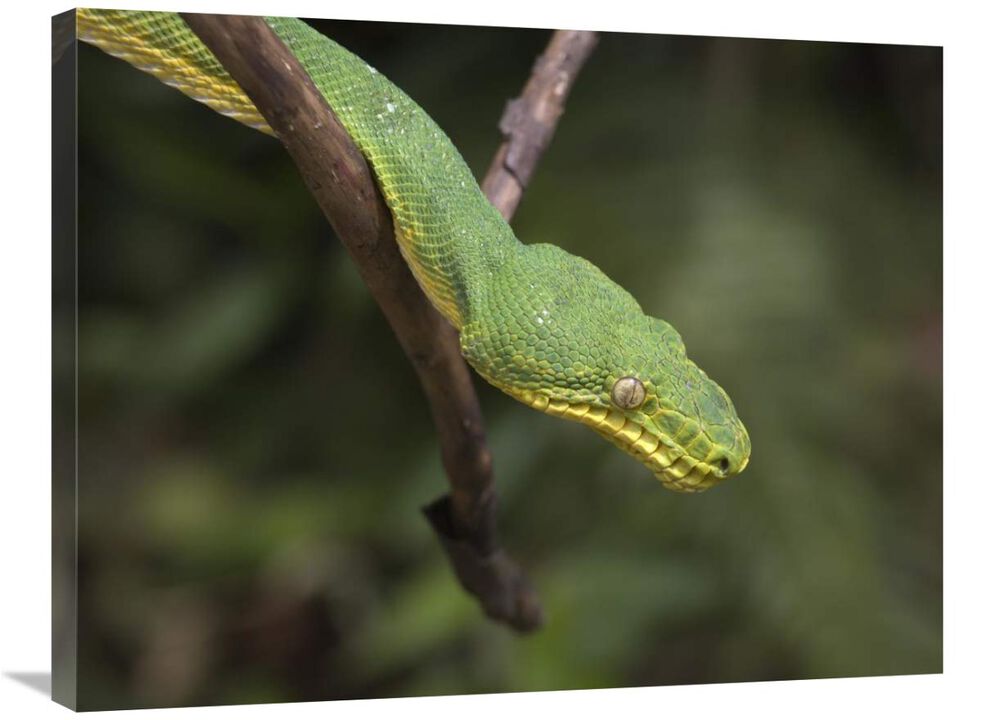 Emerald Tree Boa in tree, Costa Rica-Canvas Art-32x24