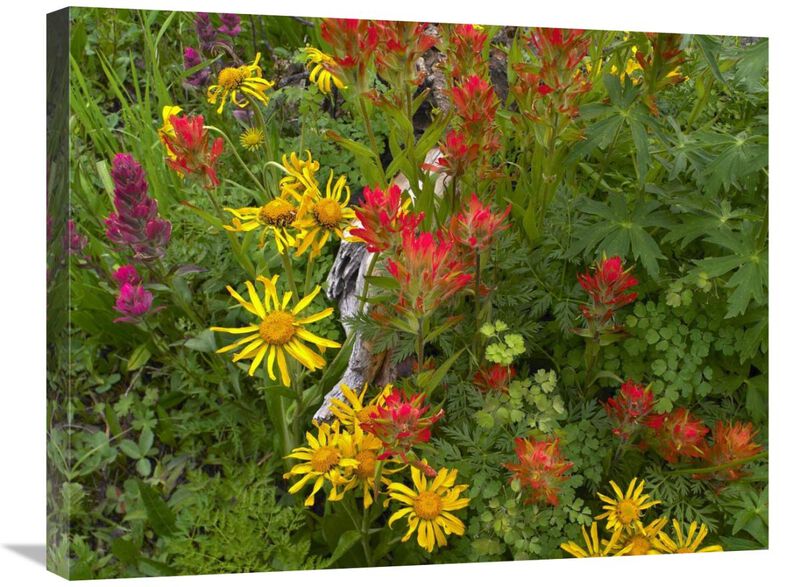 Orange Sneezeweed and Indian Paintbrush flowers in meadow, North America-Canvas Art-28x22
