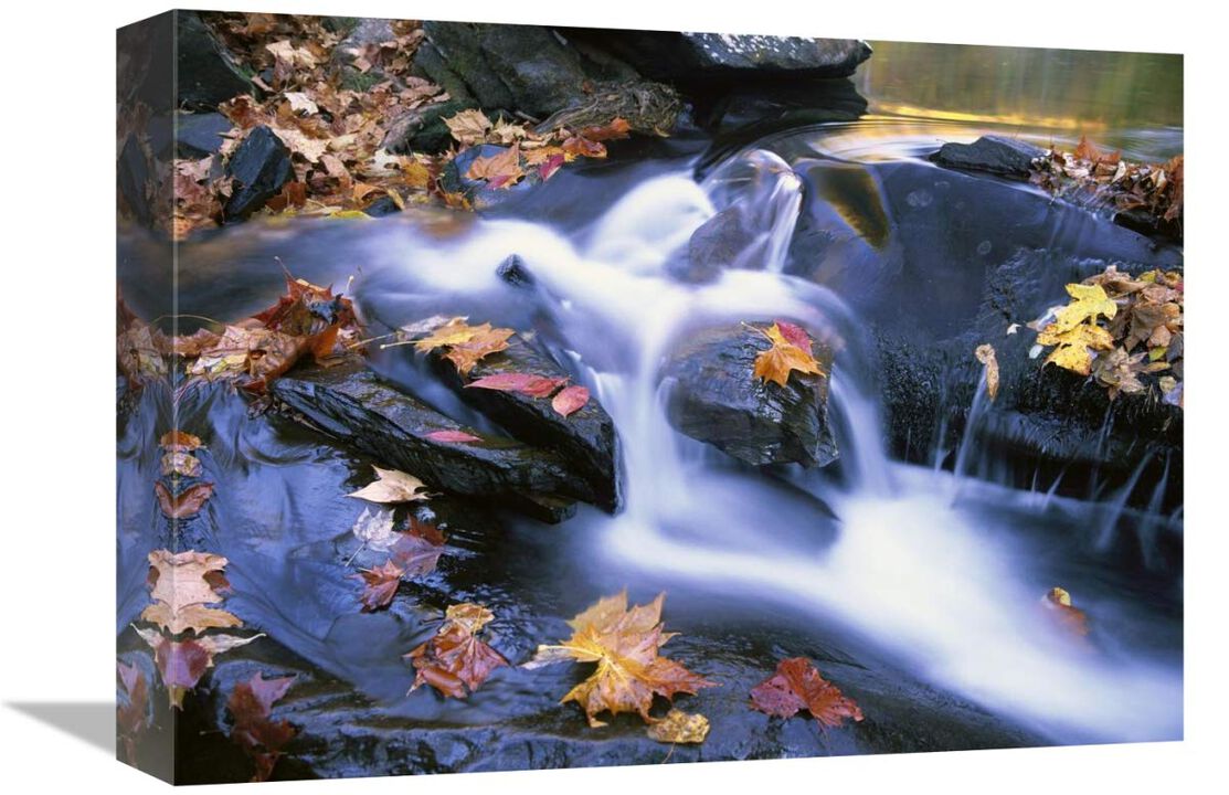 Autumn leaves in Little River, Great Smoky Mountains NP, Tennessee-Canvas Art-16x12