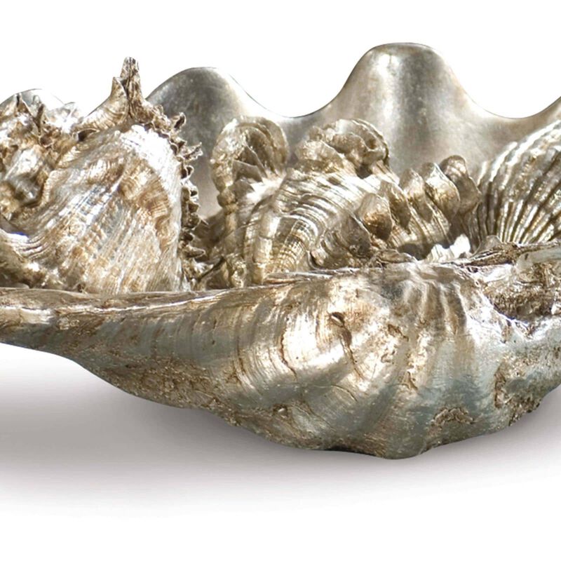 Clam Shell Medium with Small Shells