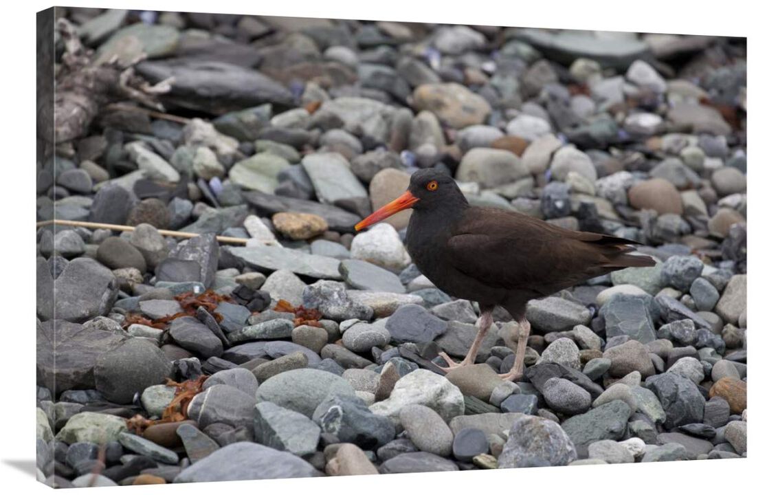 Black Oystercatcher, Icy Bay, Wrangell-St. Elias National Park, Alaska-Canvas Art-36x24