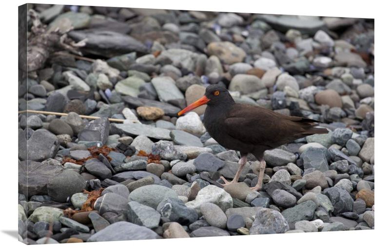 Black Oystercatcher, Icy Bay, Wrangell-St. Elias National Park, Alaska-Canvas Art-36x24