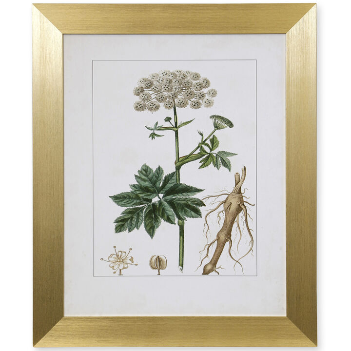 Antique Turpin Botanical I