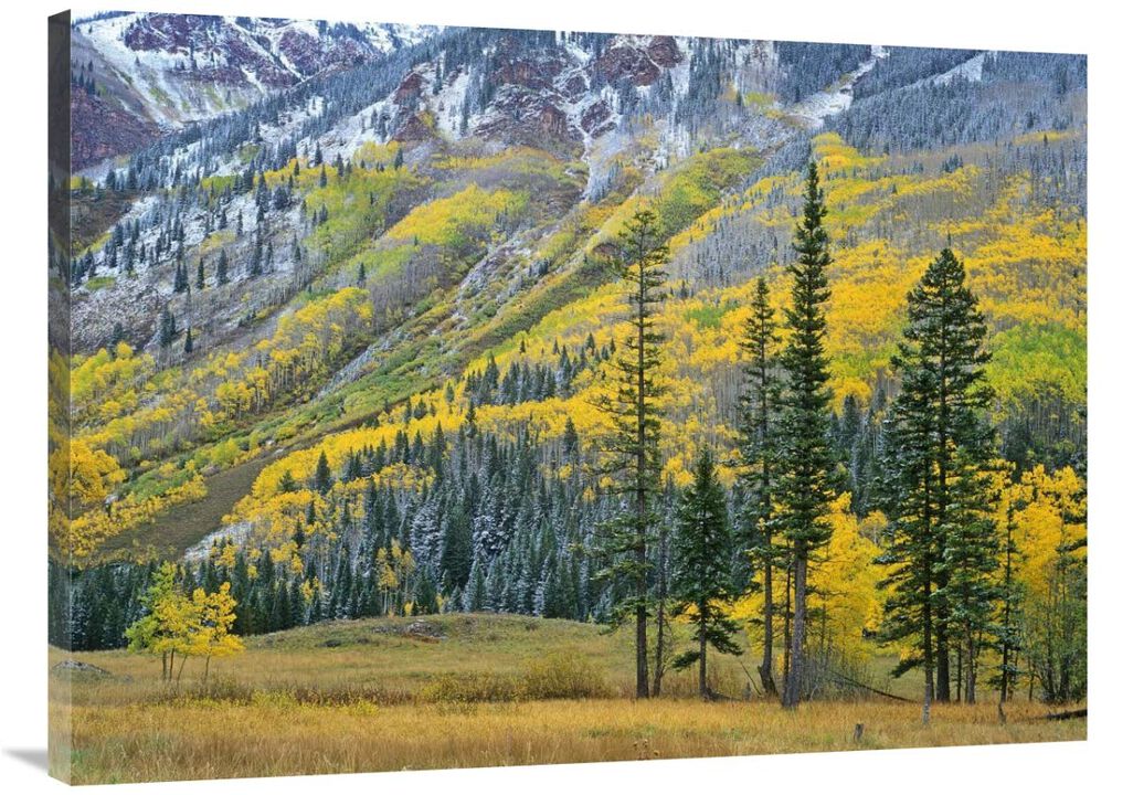 Aspen grove in fall colors, Maroon Bells, Snowmass Wilderness, Colorado-Canvas Art-40x30