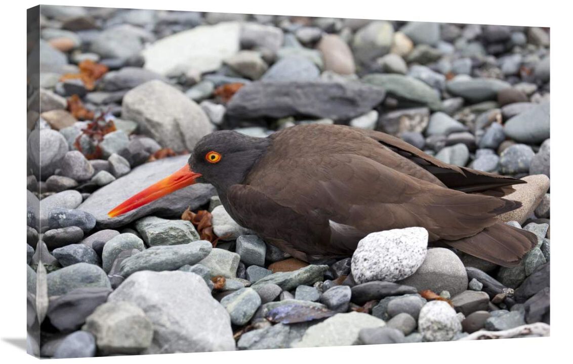 Black Oystercatcher using broken-wing display to lure intruders away from the nest, Icy Bay, Wrangell-St. Elias National Park, Alaska-Canvas Art-36x24