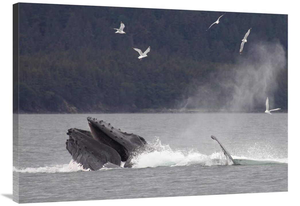 Humpback Whale bubble net feeding near Juneau, Alaska-Canvas Art-40x30