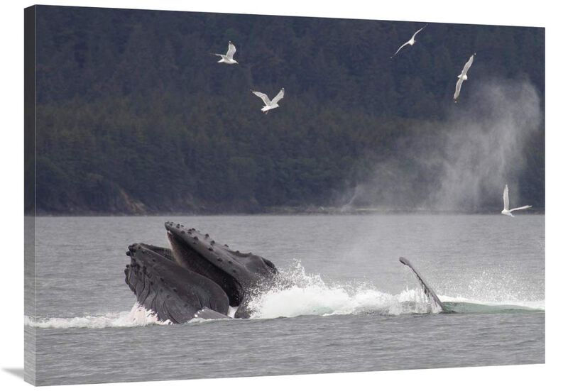 Humpback Whale bubble net feeding near Juneau, Alaska-Canvas Art-40x30