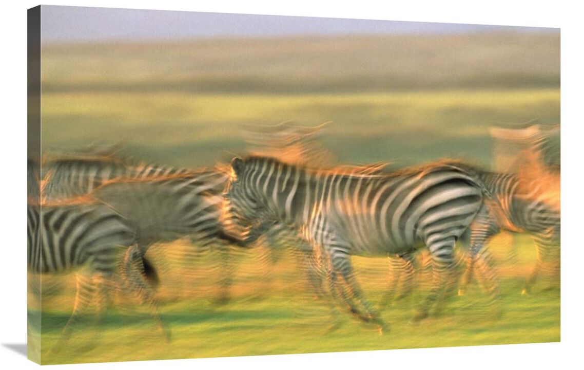 Burchells Zebra group running, Kenya-Canvas Art-36x24