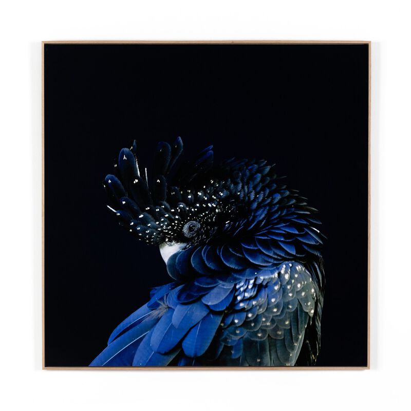 Red Tailed Black Cockatoo