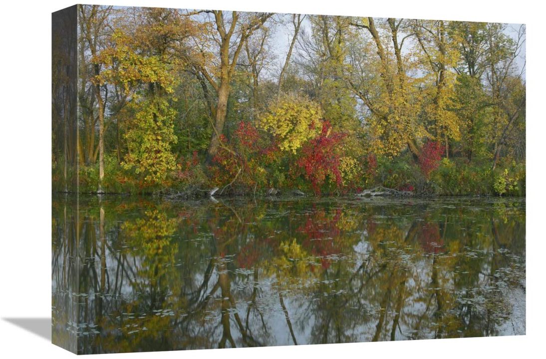 Autumn reflection on Marshs Lake, Spruce Woods Provincial Park, Canada-Canvas Art-16x12