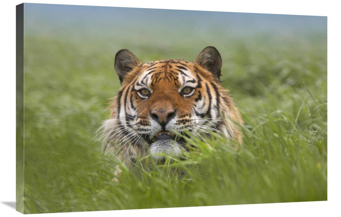 Siberian Tiger snarling, native to Russia-Canvas Art-36x24