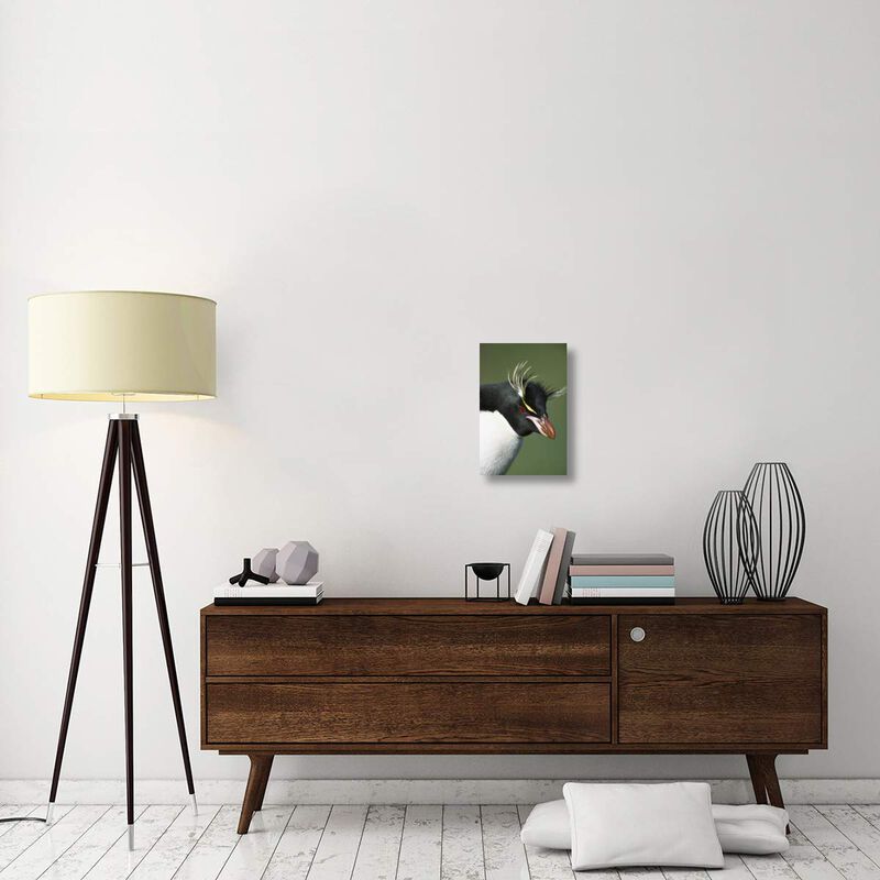 Rockhopper Penguin portrait, Penguin Bay, Campbell Island, New Zealand-Canvas Art-12x18