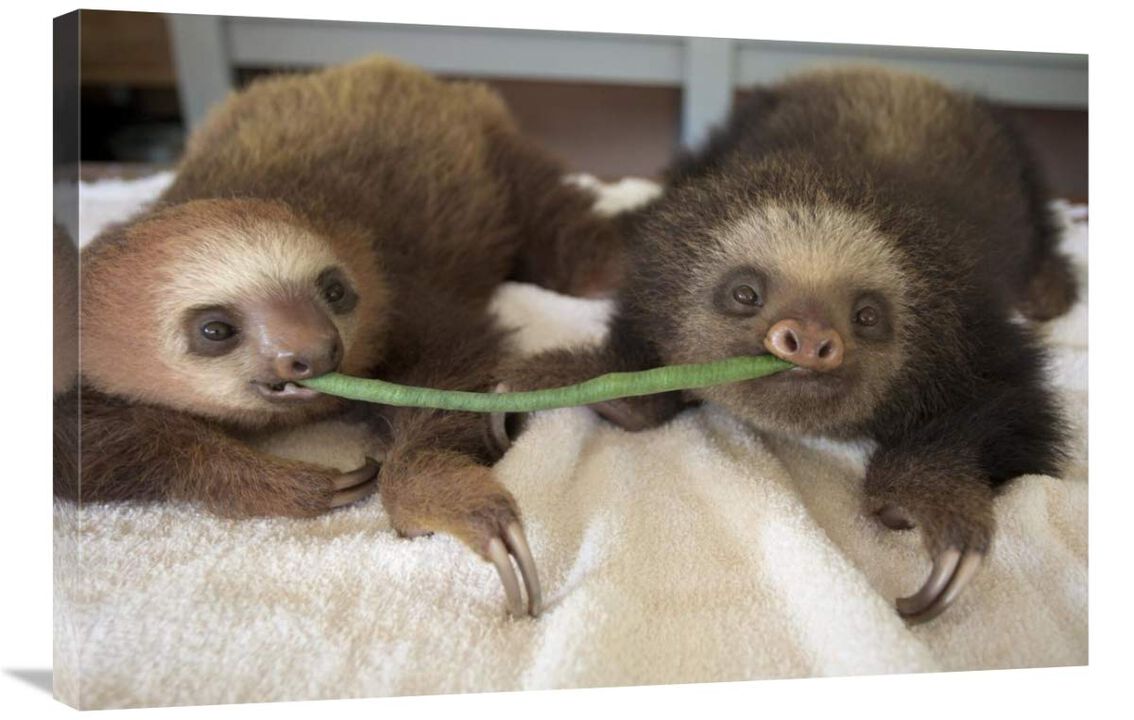 Hoffmanns Two-toed Sloth orphaned babies sharing string bean, Aviarios Sloth Sanctuary, Costa Rica-Canvas Art-36x24