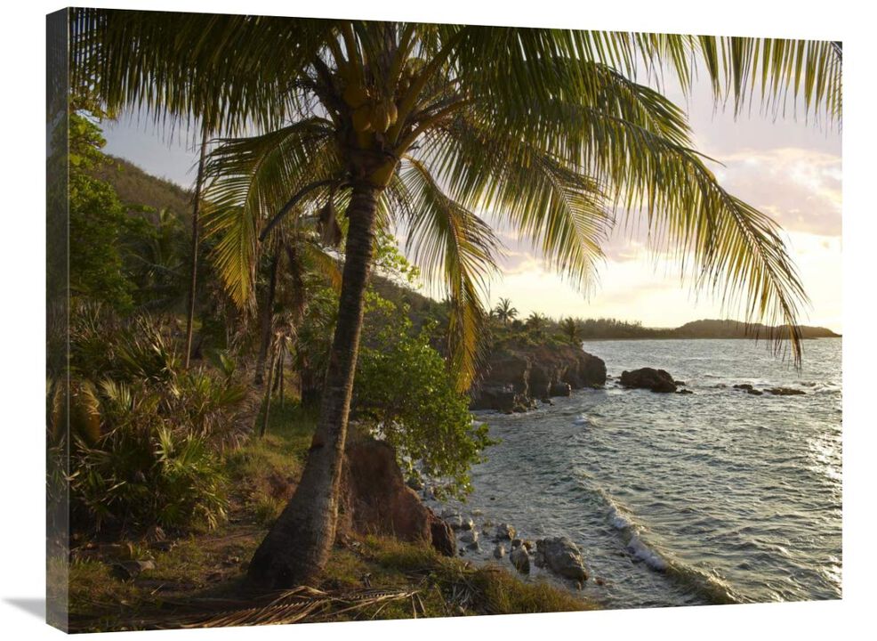 Wilkes Point at sunset with palm trees, Roatan Island, Honduras-Canvas Art-32x24