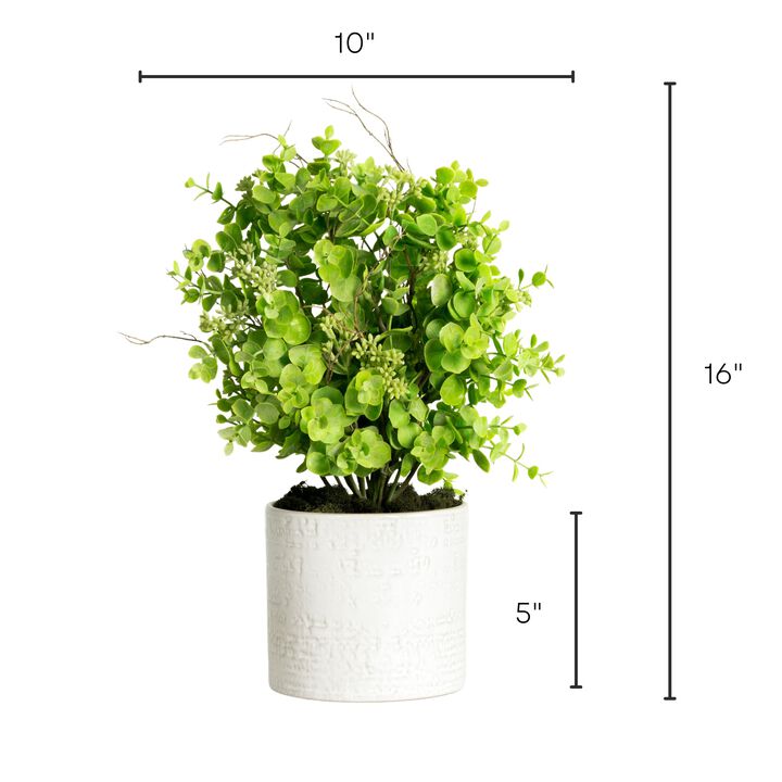 Seeded Eucalyptus Plant In White Planter - 16"