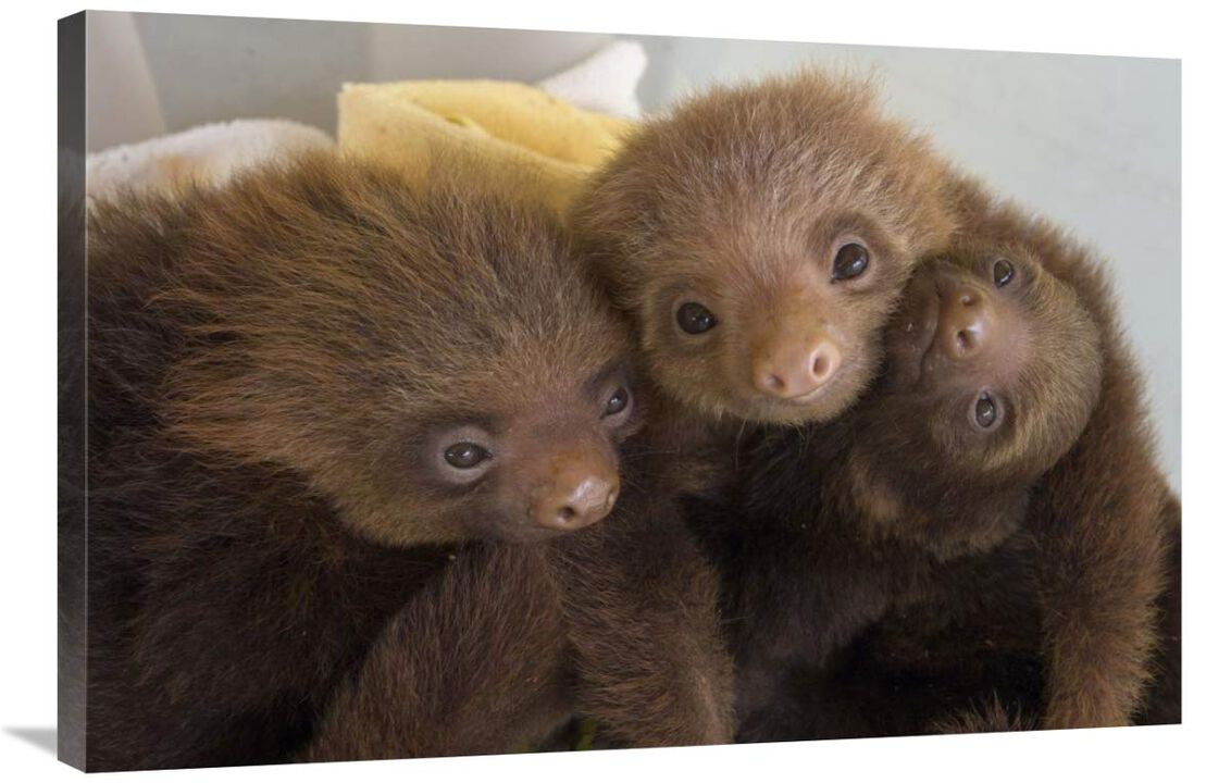 Hoffmanns Two-toed Sloth orphaned babies, Aviarios Sloth Sanctuary, Costa Rica-Canvas Art-36x24