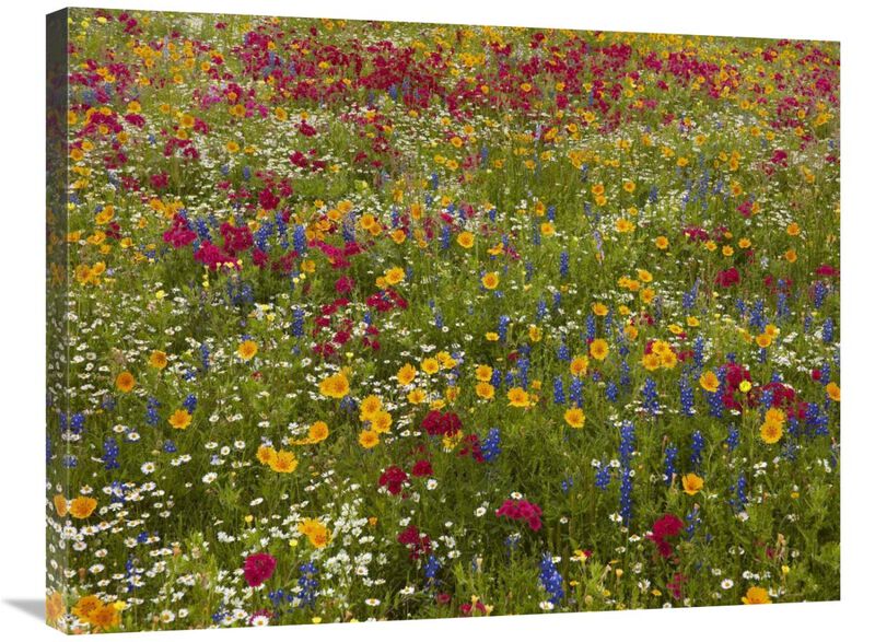 Drummonds Phlox near Westhoff, Texas-Canvas Art-32x24
