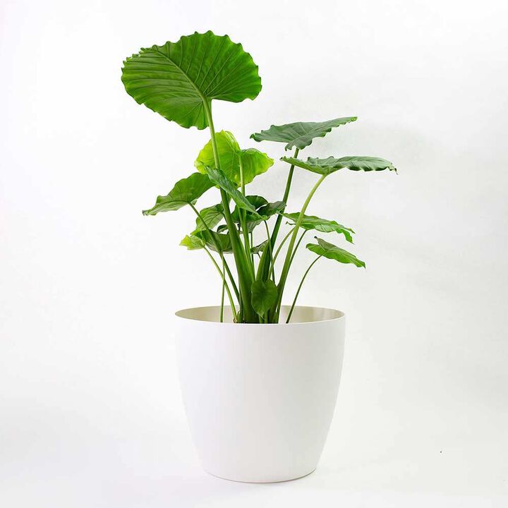 Greenline Manufacturing 15 Inch Memphis Round Planter Indoor Plastic Plant Pot, Black
